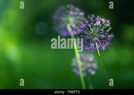 Allium nutans fleurs pourpre oignon gros plan Banque D'Images