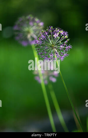 Allium nutans fleurs pourpre oignon gros plan Banque D'Images