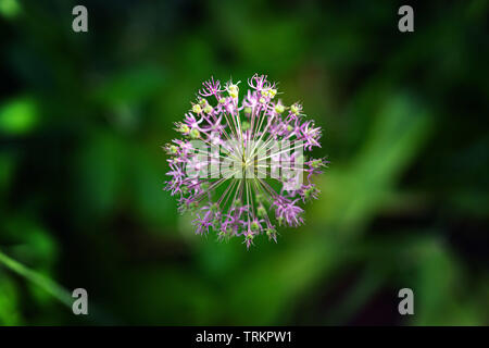 Allium nutans fleurs pourpre oignon gros plan Banque D'Images