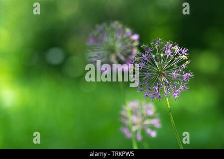 Allium nutans fleurs pourpre oignon gros plan Banque D'Images