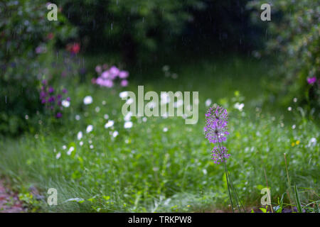 Allium nutans fleurs pourpre oignon gros plan Banque D'Images