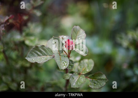 Close-up of red non ouverts d'un bouton de rose et pétales vert avec goutte d'eau sur une feuille Banque D'Images