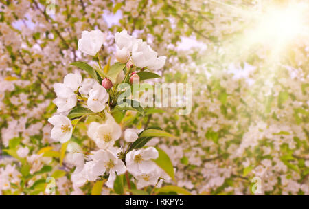 Printemps Floral background, branches de pommiers en fleurs avec soft focus dans les rayons du soleil. Image printemps élégant sur fond flou. Banque D'Images