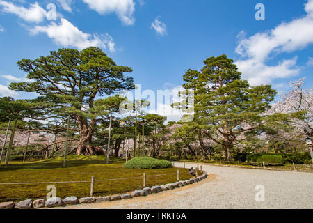 Sentier passant entre les pins avec des supports en bois, et les fleurs de cerisier, en jardins Kenrokuen, Kanazawa, Ishikawa Prefecture, Japan. Je Kenrokuen Banque D'Images