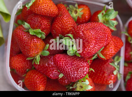 Fraises biologiques frais mûrs dans du plastique en coffret. Banque D'Images