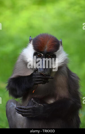 Close up portrait of white avant mangabey à collier (Cercocebus torquatus, rouge) mangabey plafonné à la caméra et à manger, low angle view Banque D'Images