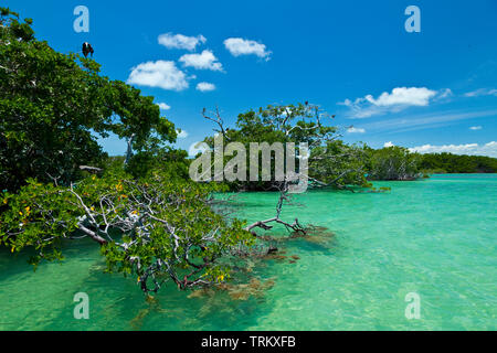 Colonia de aves marinas en el manglar. Réserve de la biosphère de Sian Kaan, Riviera Maya, Estado de Quntana Roo, península de Yucatán, México Banque D'Images