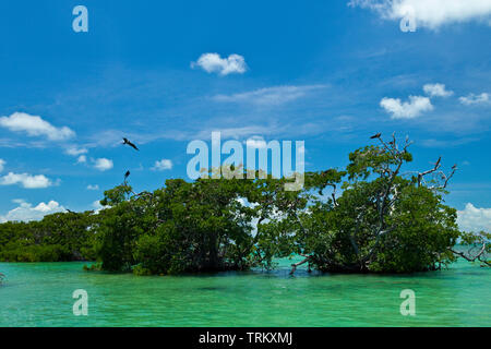 Colonia de aves marinas en el manglar. Réserve de la biosphère de Sian Kaan, Riviera Maya, Estado de Quntana Roo, península de Yucatán, México Banque D'Images