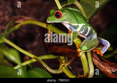 Red eyed tree frog grimpe sur la tige de la plante et de regarder attentivement l'environnement entre les feuilles des plantes Banque D'Images