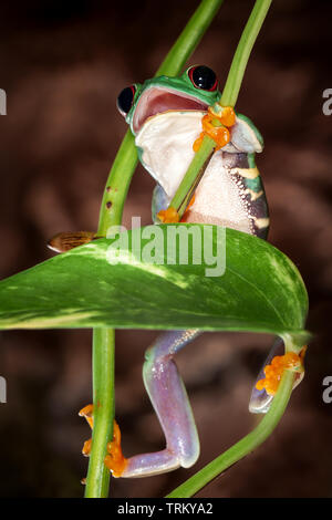 Red eyed tree frog à pleine bouche monte jusqu'à la tige de la plante Banque D'Images