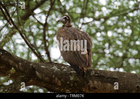 Hooded vulture Necrosyrtes monachus, Banque D'Images