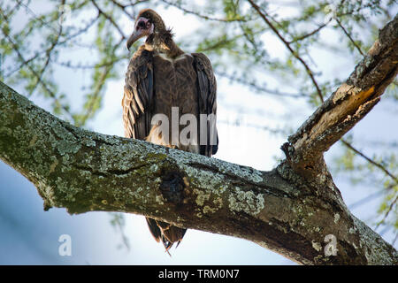 Hooded vulture Necrosyrtes monachus, Banque D'Images