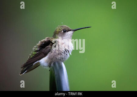 Un colibri féminin à gorge rubis dans une pluie légère Banque D'Images