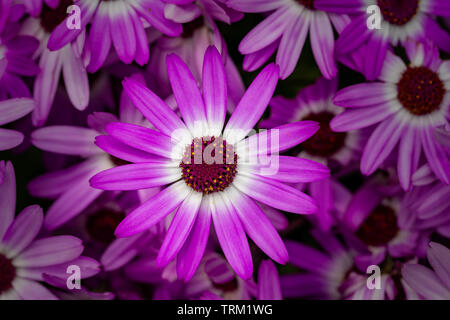 Affichage de Senetti Pericallis dans un jardin de Warrington Banque D'Images