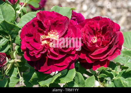 Rose grimpant, Rosa 'souvenir du Docteur Jamain' grandes fleurs Banque D'Images