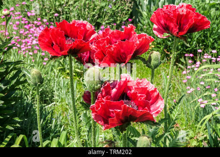 Belles fleurs Rouge oriental coquelicot poussant dans le jardin du cottage papaver orientale Banque D'Images