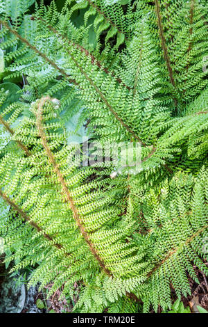 Polystichum setiferum 'Plumosum Densum', Soft Shield Fern Banque D'Images