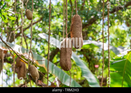 (Kigelia africana arbre saucisse) gros plan de fruits - Floride, États-Unis Banque D'Images