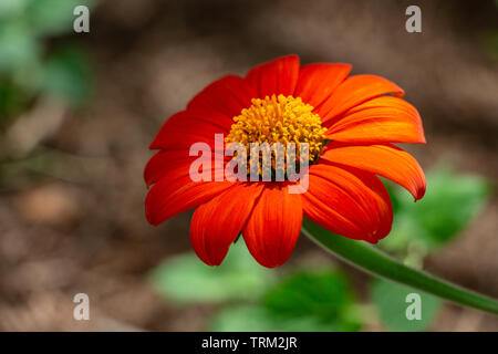 Tournesol rouge (Tithonia rotundifolia) - Chantiers Davie, Floride, USA Banque D'Images