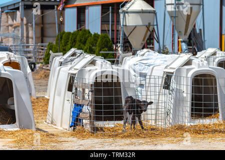 Jeune veau debout dans une ferme laitière, et attend alert Banque D'Images