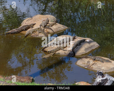 Une ferme aux crocodiles d'Afrique Banque D'Images