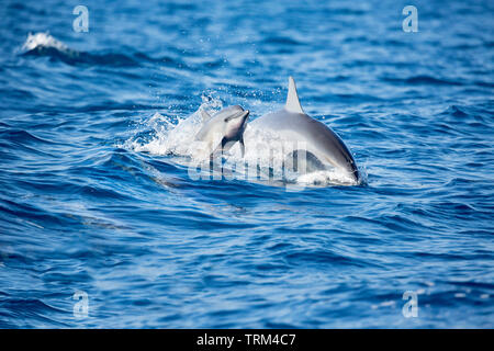 Un jeune dauphin à long bec, Stenella longirostris, bondit en l'air à côté c'est la mère, Hawaii. Banque D'Images