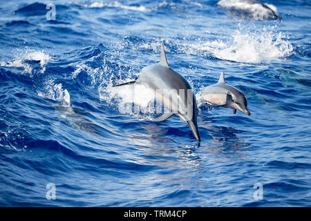 Un jeune dauphin à long bec, Stenella longirostris, bondit hors de l'océan Pacifique à côté d'elle, la mère de Hawaii. Banque D'Images