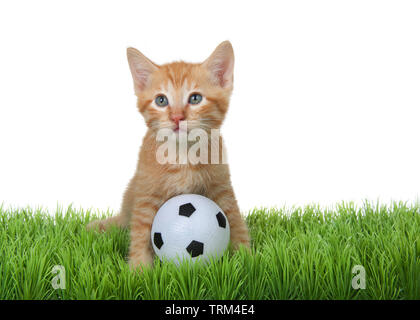 Orange tabby kitten assis dans l'herbe verte avec mini-ballon de soccer, à gauche jusqu'à spectateurs. Isolé sur fond blanc. Singeries animales, Sports Banque D'Images