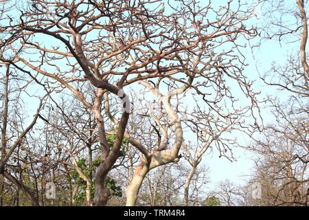 Ghost tree se trouve dans, Pench Parc National est à Seoni et Chhindwara districts du Madhya Pradesh en Inde.C'est à la lumière de la lune fluorescent. Banque D'Images