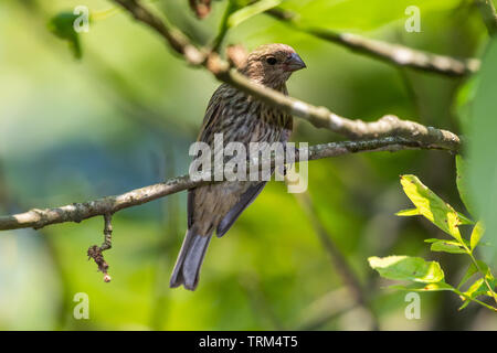Roselins femelle perchée sur un membre de l'arbre avec des feuilles Banque D'Images