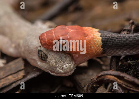 Un serpent tropical télévision (Siphlophis compressus) se nourrissent d'une house gecko (Hemidactylus frenatus) dans le Parc National Yasuní en Equateur. Banque D'Images