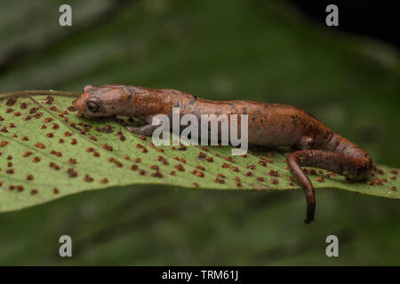 Une salamandre nauta (Bolitoglossa altamazonica) du parc national Yasuni, un habitant de la jungle secrète que la plupart des gens ne voient jamais. Banque D'Images