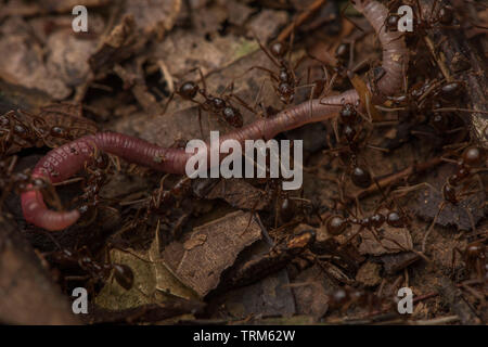 Un essaim de fourmis s'attaquer à un ver de terre sur le sol de la forêt dans le parc national Yasuni, en Equateur. Banque D'Images