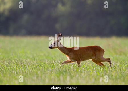 Chevreuil biche walking in meadow, dans l'arrière-plan une forêt sombre Banque D'Images