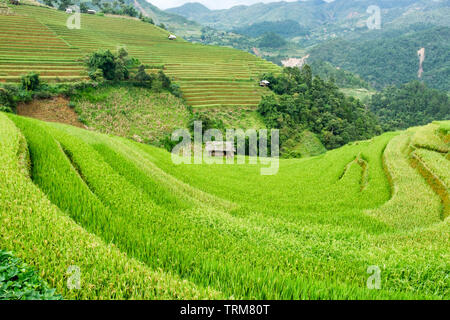 Champ de riz en terrasses sur la colline parlementaire Mu Cang Chai, Vietnam Banque D'Images