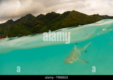 Pointe-Noire requin de récif dans le récif peu profond de Mo'orea Island Polynésie Française Banque D'Images