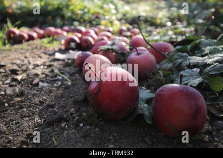 Les petites pommes rouges au soleil, tombé sur le sol d'un pommier en Octobre Banque D'Images