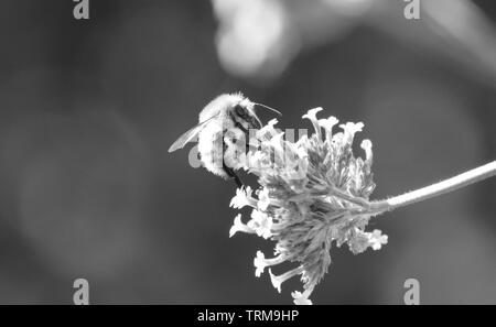 Nectar d'Abeille sur verbena bonariensis Banque D'Images