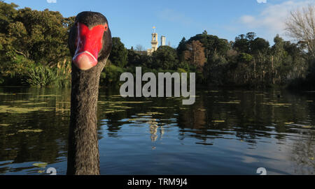 Scènes de Melbourne. Un cygne's eye view au Jardin Botanique à Melbourne en Australie. Banque D'Images