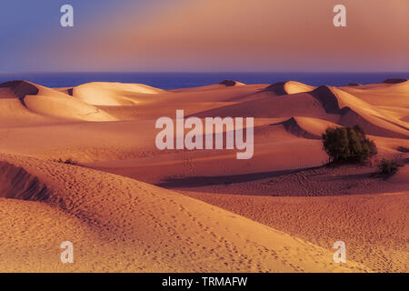 Die von Dünen auf Maspalomas Gran Canaria zur blauen Stunde Banque D'Images