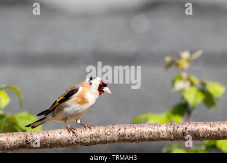 Chardonneret (oiseau, perché sur une branche au printemps dans un jardin anglais Banque D'Images