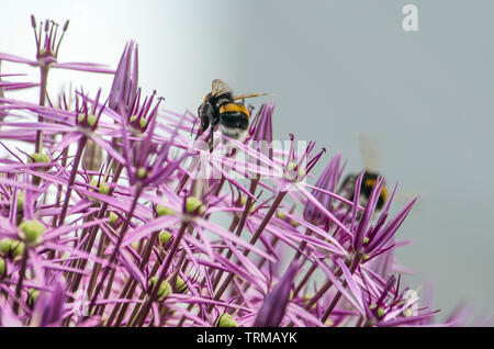 Partie d'un ornement ( allium oignon) sphère, avec deux abeilles travailler leur chemin le long des fleurs en forme d'étoile Banque D'Images