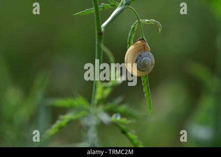 La lumière en contre-jour sur une coquille d'escargot. Banque D'Images