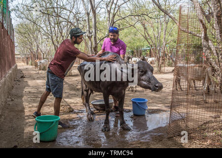 Buffalo se lavé par des bénévoles à un centre de sauvetage des animaux en Inde. Banque D'Images