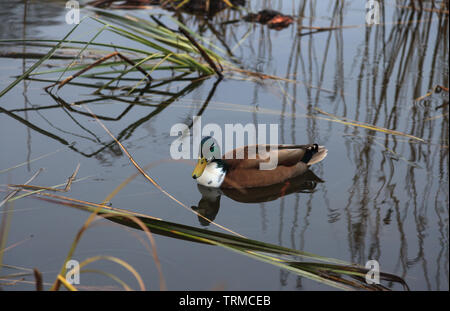 Nageant canard Banque D'Images