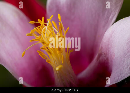 Aquilegia 'Bonnet Rouge' super belle fleur macro close up d'étamines et les pétales Banque D'Images