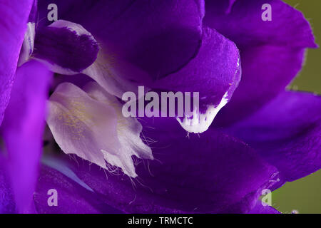 Delphinium 'Black Knight' super macro close up de l'intérieur de la fleur pourpre Banque D'Images