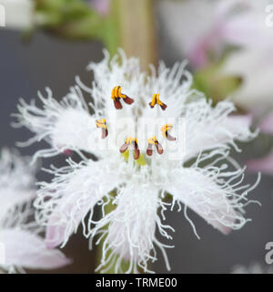 Menyanthes trifoliata, connu comme bogbean, Buckbean, Bog, Buck Bean Bean ou trèfle des marais, une fois l'usine d'aliments traditionnels et des plantes médicinales Banque D'Images