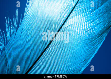 Morceau de plumes d'Oiseau bleu, close-up. Banque D'Images