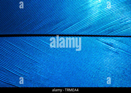 Morceau de plumes d'Oiseau bleu, close-up. Banque D'Images